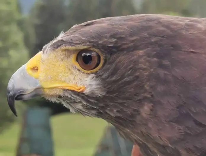 falco poiana_edited