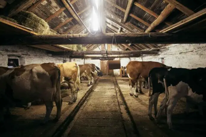 Formaggi Alpini Le Molecole del Gusto_edited