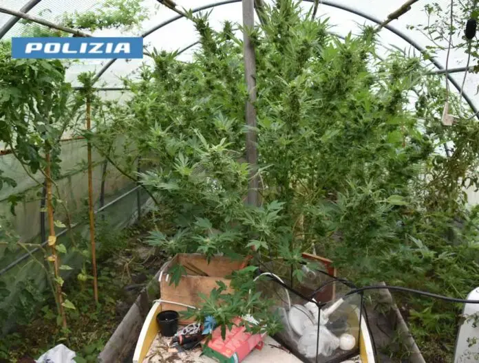 Serra 25 piante Marijuana Feltre_edited