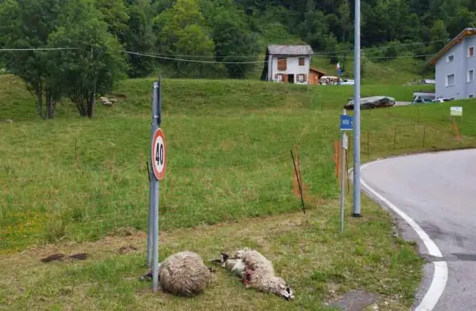 Aggressione lupo a Chies d'Alpago_edited