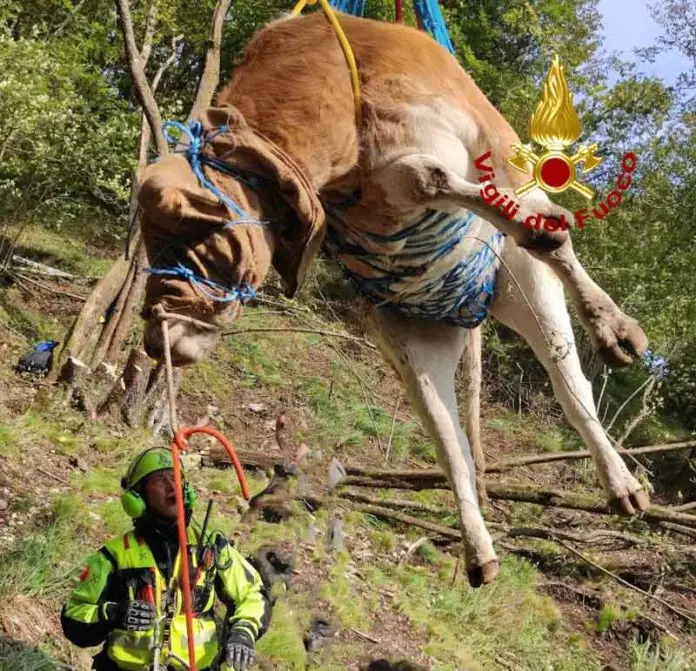 salvataggio mucca vigili del fuoco_edited