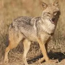 sciacallo dorato