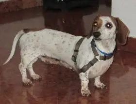 cagnolina