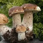 funghi