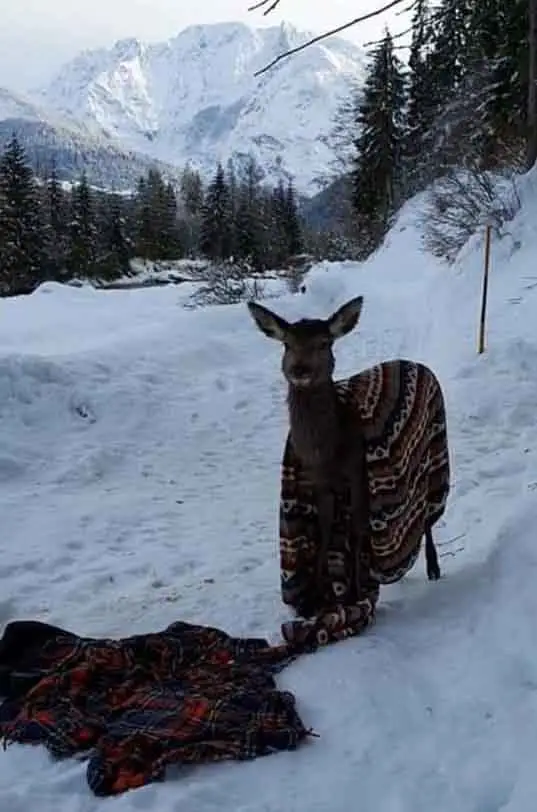 Cerva recuperata auronzo poi abbattuta_edited