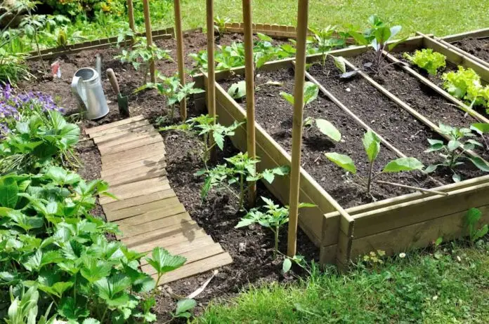 semis de lgumes dans carr potager