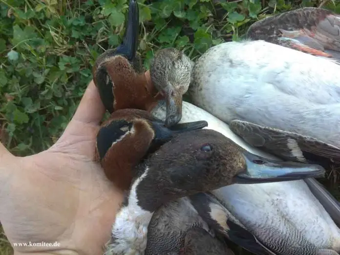 alzavole e codone sequestrate a un cacciatore_edited