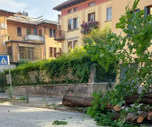 viale fantuzzi taglio alberi