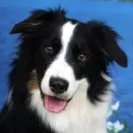 cane border collie