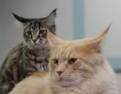 gatti