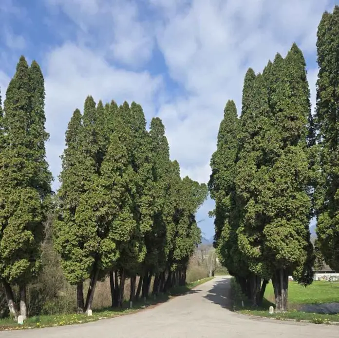 viale cimitero Prade_edited