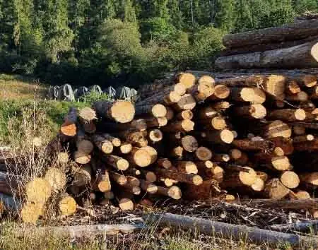Abbiamo venduto la primogenitura per un piatto di lenticchie