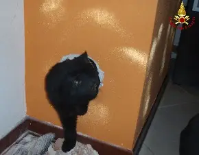 gatto 2