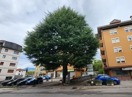 Belluno, via Feltre: scoppia il caso del cedro secolare tra ragioni di sicurezza e tutela ambientale