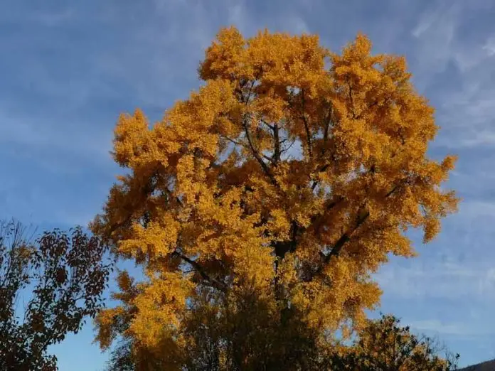 alberi monumentali a. boranga