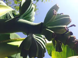 Banane Chies leggera