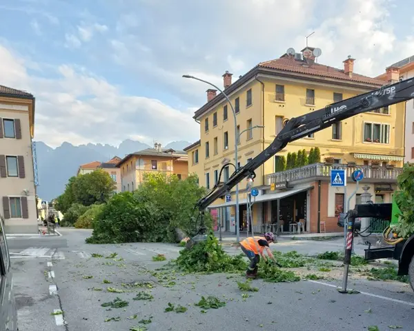 taglio alberi viale fantuzzi 4