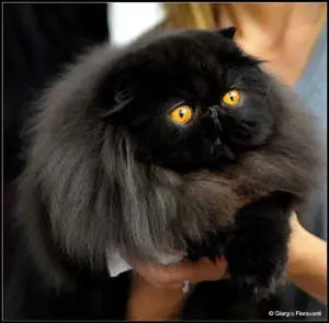 persiano nero leggera