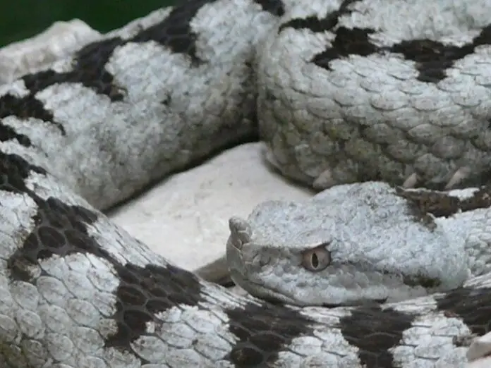 vipera
