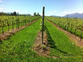 Vigneti trattati con diserbante glifosato 