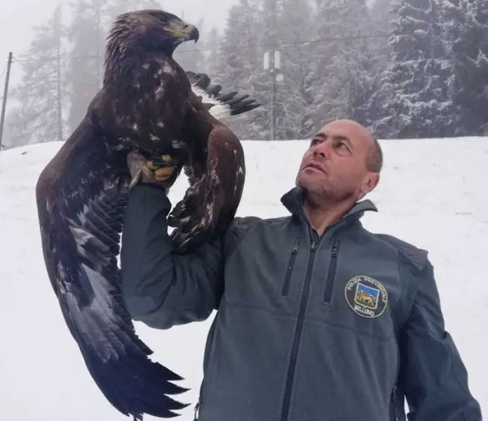 Polizia provinciale recupero aquila_edited