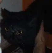 gatto