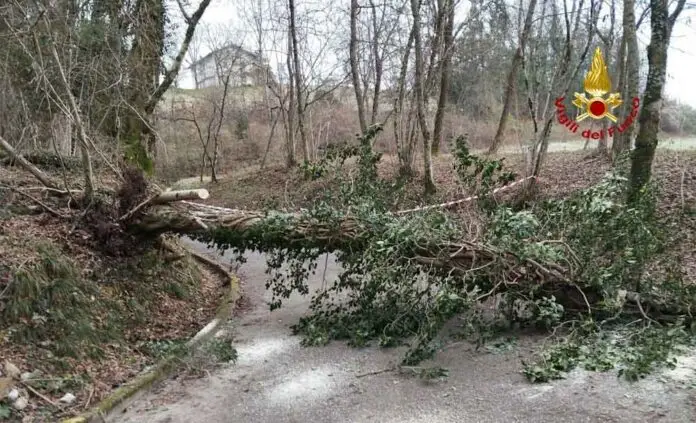 albero caduto a Tisoi_edited