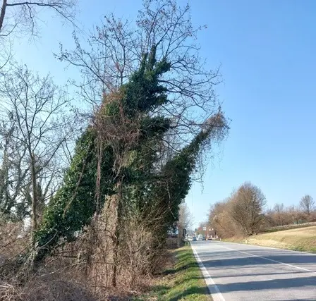 Le piante di Belluno: luci e ombre tra i parchi e le periferie