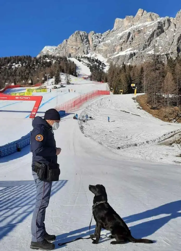 labrador Focaccia Polizia di Stato_edited