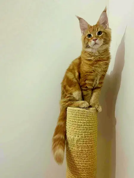 Abarth, il cucciolo di razza Maine Coon è il gatto più bello del mondo 2026