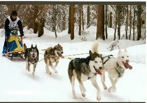 sleddog spiriti moro steel lampo e pirata