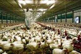allevamento
