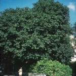 Albero Unità d’Italia a Sospirolo