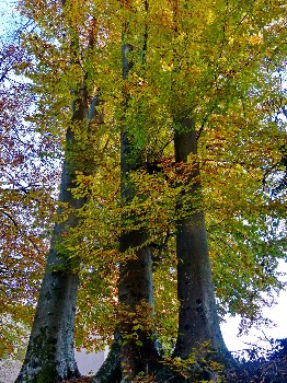 Faggi - Parco Mussoi (Belluno)