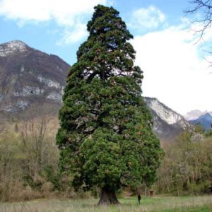 Sequoia di Faè_edited