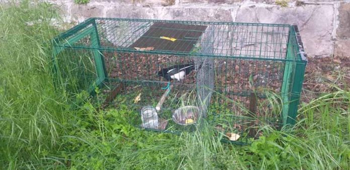 gabbia di cattura delle gazze con richiamo vivo