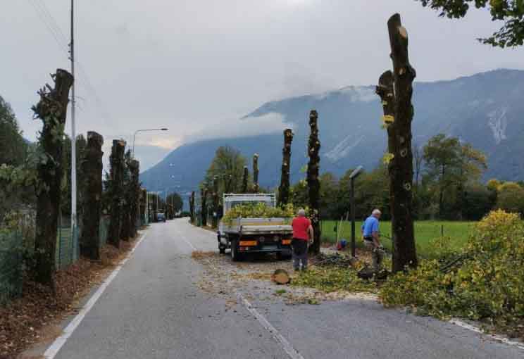 Capitozzatura degli alberi in Alpago. Domanda al sindaco e a Veneto Agricoltura: come intendete intervenire?