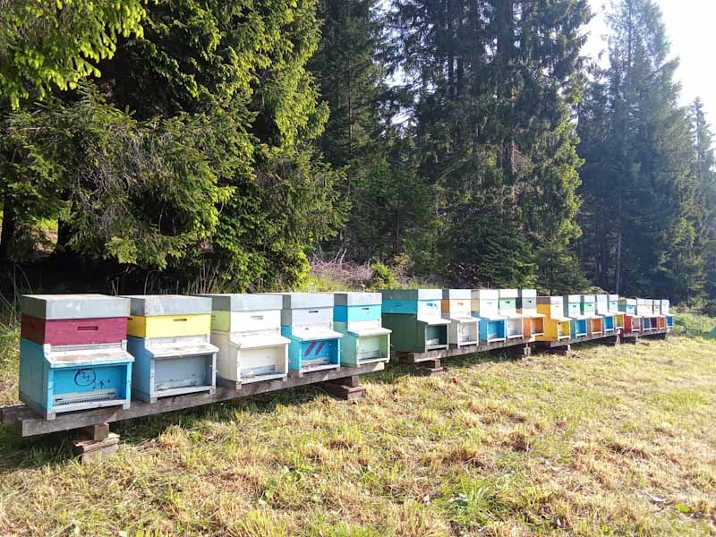 Premiato il miele millefiori di Danta