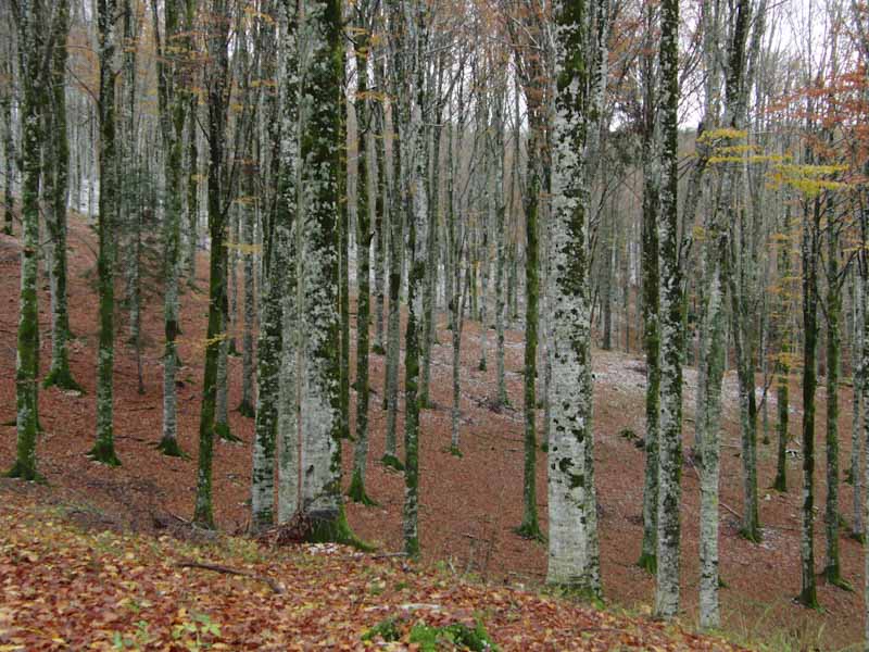 Tracce di foliage. I sensi d’autunno