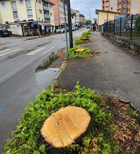 Che il Comune ci dia un taglio (a proposito di via Feltre)  * di Niccolò Sovilla 