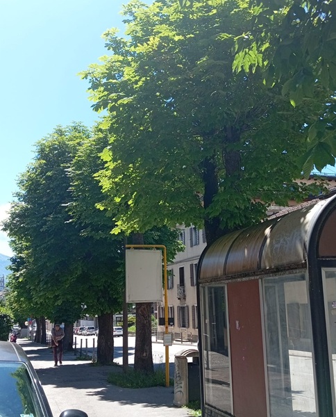 decine di esemplari adulti di Ippocastano (Aesculus hippocastanum)